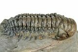 Detailed Crotalocephalina Trilobite - Atchana, Morocco #322277-3